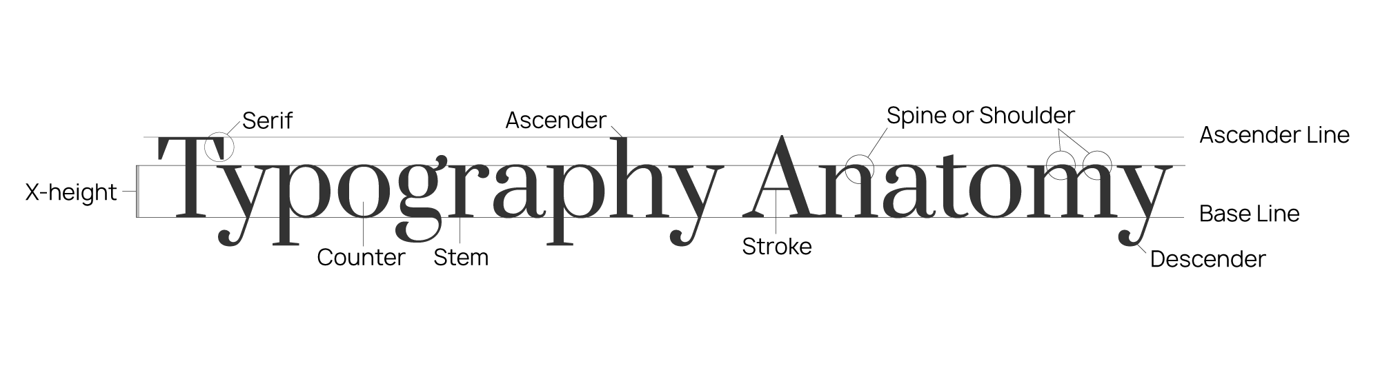 A diagram displaying the anatomy of typography